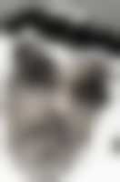 صورة العضو